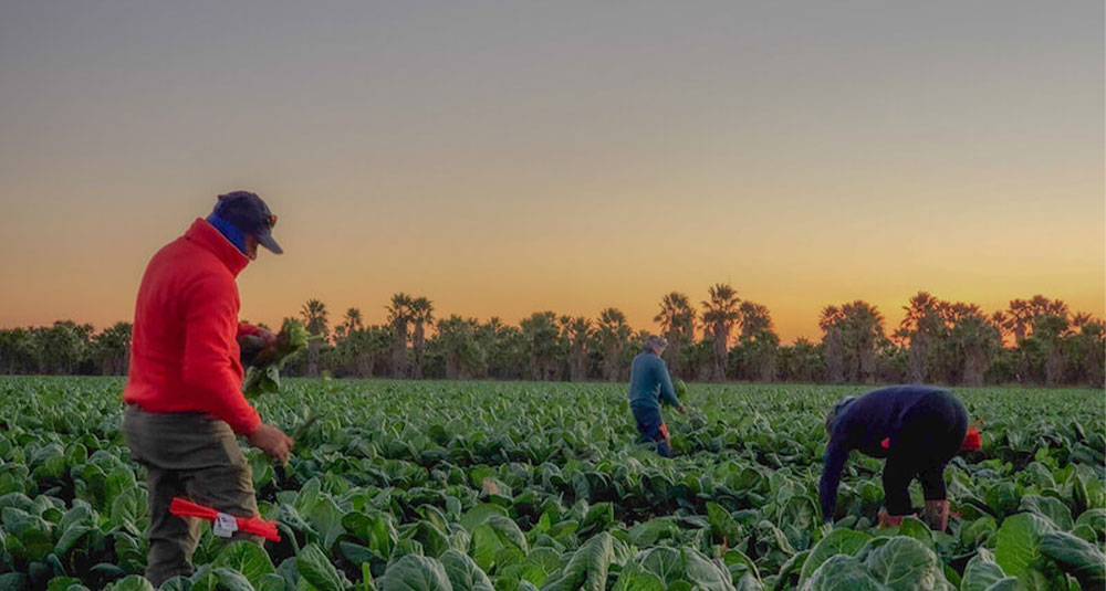 McCain Human Rights and Freedom